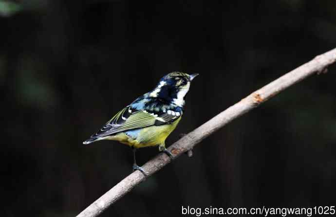 黄腹山雀(14) 黄腹山雀(14)