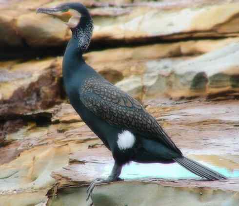 家禽驯化之源之四