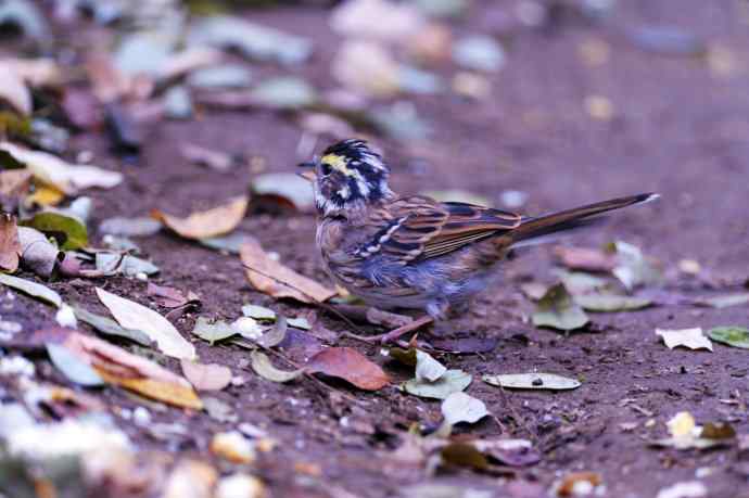 不修边幅(跟踪记录的一只小鸟)2 不修边幅(跟踪记录的一只小鸟)2