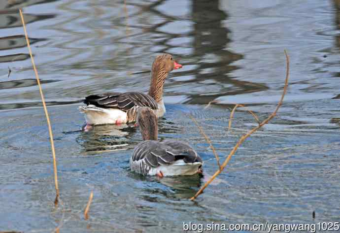 灰雁 灰雁