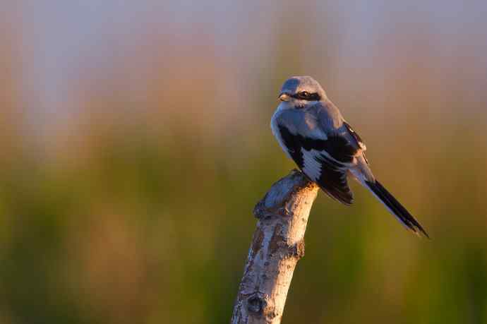 野鸭湖的楔尾伯劳和红尾伯劳