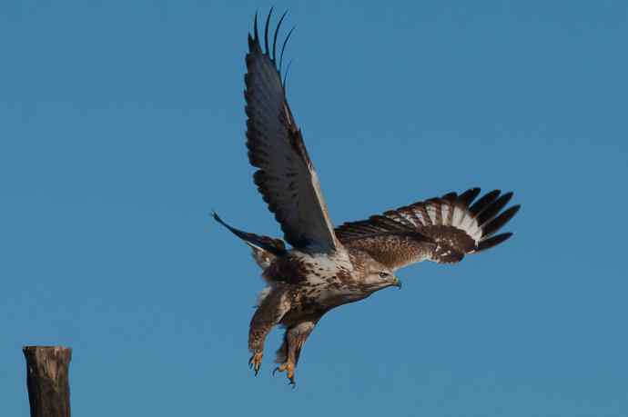 大鵟起飞