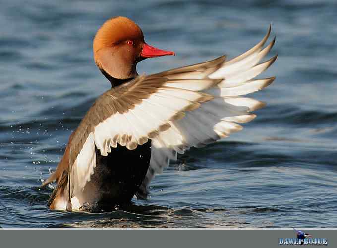 赤嘴潜鸭:冬天の靓色