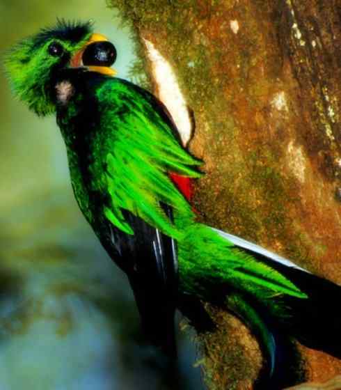 猎奇：长尾鸟雀（咬鹃和寿带鸟）