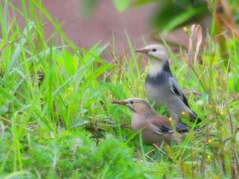 家禽驯化之源之二十三 家禽驯化之源之二十三