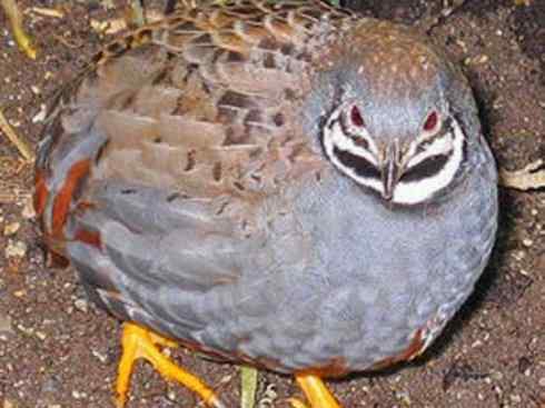 凤凰：传说的鸟原型探秘（鹌鹑）