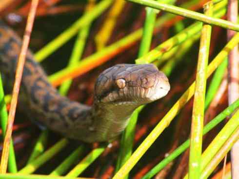 龙:传说的兽原型探秘(树蟒类) 龙:传说的兽原型探秘(树蟒类)