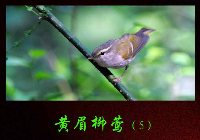 北京天坛公园的鸟类——黄眉柳莺（5）