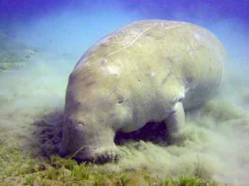 美人鱼：传说的兽原型探秘（儒艮）