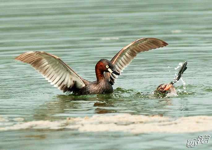 北京植物园拍鸟——小鸊鷉一家