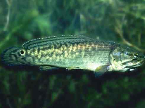 鱼类活化石：弓鳍鱼