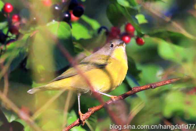 美国鸟类摄影——黄喉虫森莺