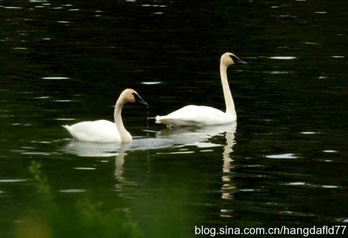 黑嘴天鹅 黑嘴天鹅