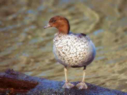 家禽驯化之源之十一