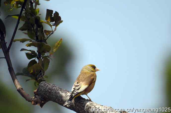 明星风范（拍摄金翅鸟纪实）