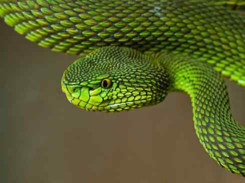 龙:传说的兽原型探秘(蝮蛇类) 龙:传说的兽原型探秘(蝮蛇类)