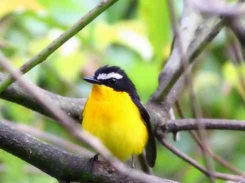 美丽无罪:雀鸟之姬鹟 美丽无罪:雀鸟之姬鹟