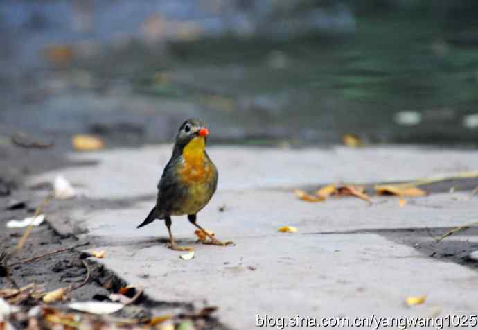 又遇相思鸟（1）