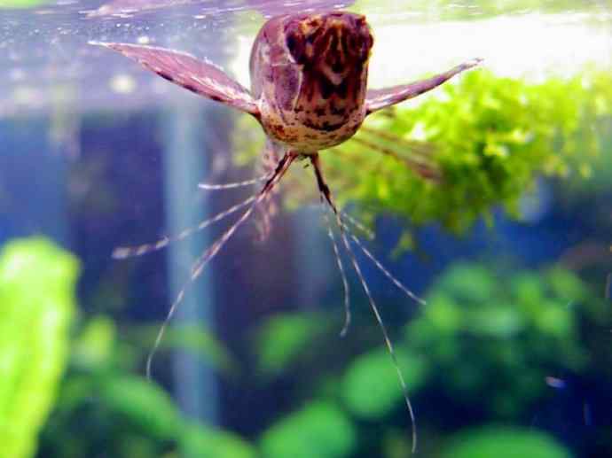 鱼类活化石:齿蝶鱼 鱼类活化石:齿蝶鱼