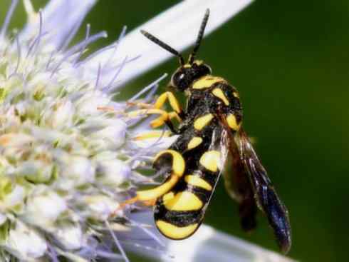 十大喜食蜂蜜动物：胡蜂
