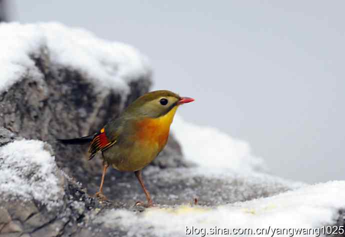 雪中相思鸟 wbr2