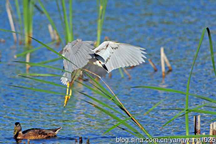 寻鱼的夜鹭（6）