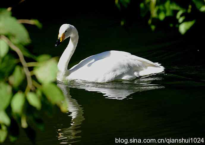 白天鹅.悠然自得(动物园)