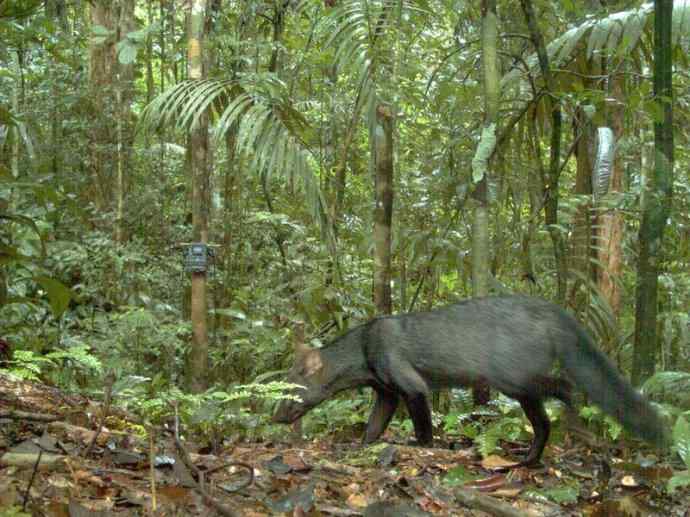 犬科：犬亚科小耳犬属的小耳犬