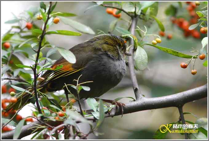 全球濒危的中国四川特有鸟鈥斺敾倚剞答獭菊掌