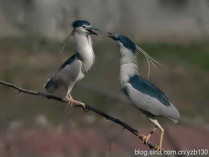 警觉、呆板、发愣（组图，9张图片）