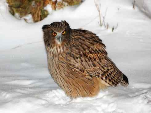 白头鸟系列：另类的美丽（吼海雕）