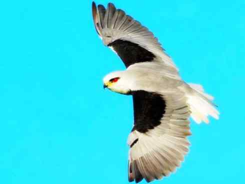 白头鸟系列：另类的美丽（白尾鸢）