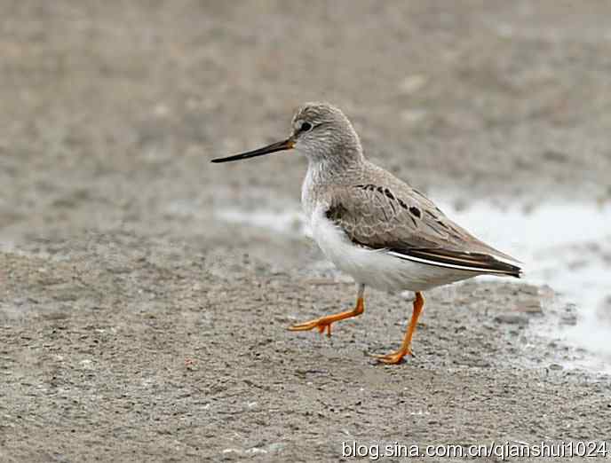 来去匆匆翘嘴鹬 来去匆匆翘嘴鹬