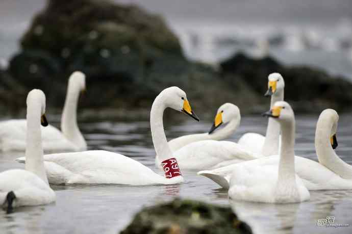 烟墩角&nbsp;wbr路&nbsp;wbr再次与大天鹅亲密相处