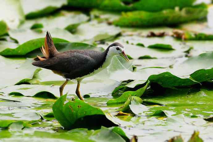 龙潭西湖的白胸苦恶鸟