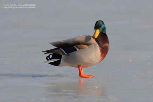 绿头鸭冰上求爱