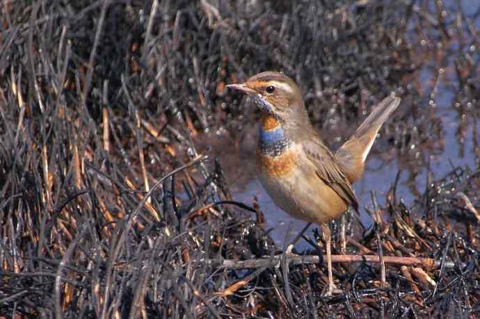 四川西昌鸟类摄影——蓝点颏