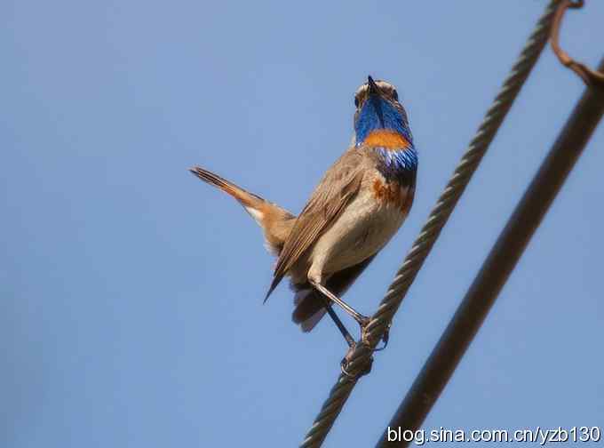 精神抖擞蓝点颏(组图,10张图片) 精神抖擞蓝点颏(组图,10张图片)