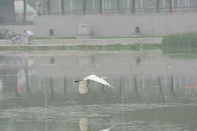 再拍黑水鸡（纪实）1