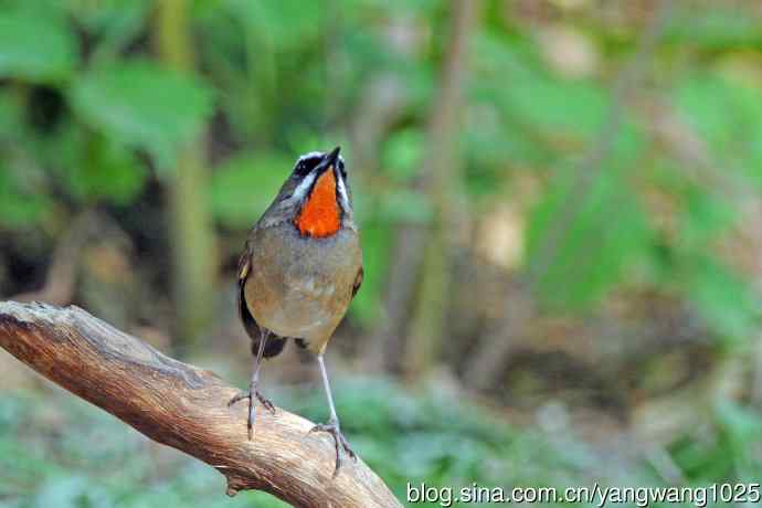 雄性红喉歌鸲(12) 雄性红喉歌鸲(12)