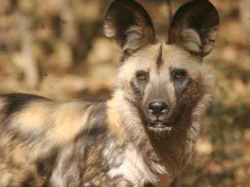 犬科：薮犬亚科非洲野犬属之非洲野犬