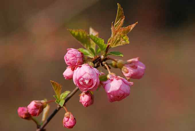 莲花池四月的花鸟