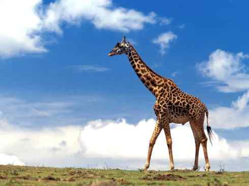 独角兽：传说的兽原型探秘（霍加狓）