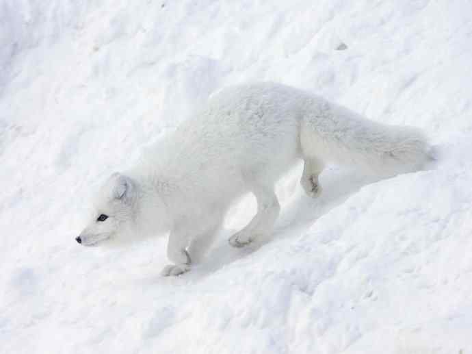 犬科：狐亚科之北极狐（雪鸮、雷鸟）