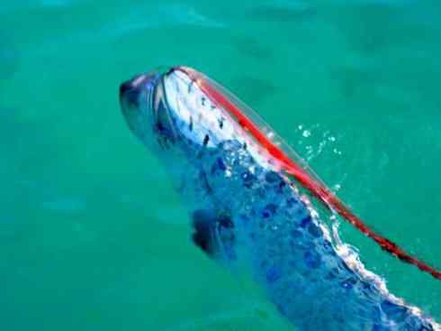 龙:传说的兽原型探秘(鲤鱼) 龙:传说的兽原型探秘(鲤鱼)