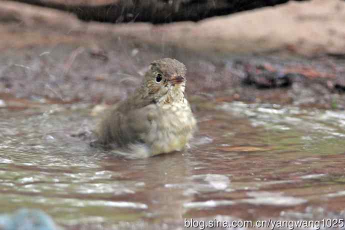 雌性白眉姬鹟(18) 雌性白眉姬鹟(18)