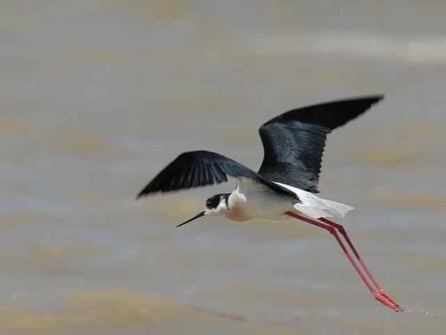 野鸭湖拍摄纪实(牛背鹭黄鹡鸰长脚鹬)