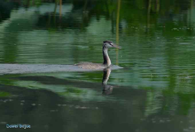 颐和园的凤头 颐和园的凤头