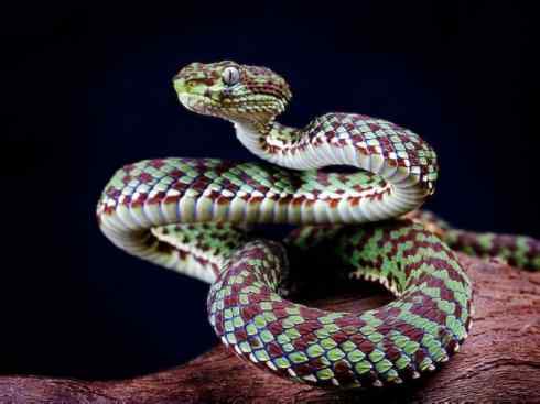 龙:传说的兽原型探秘(蝮蛇类) 龙:传说的兽原型探秘(蝮蛇类)