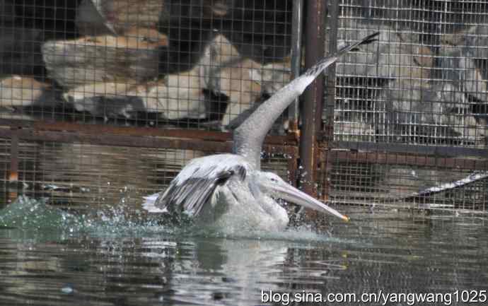 再拍大鹈鹕 wbr3 再拍大鹈鹕 wbr3